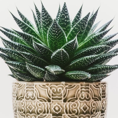 Close up of potted dark green succulent with pointy tips